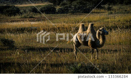 中国新疆阿勒泰风景 133366284