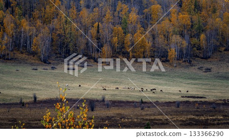 中国新疆阿勒泰风景 中国新疆阿勒泰风景 133366290