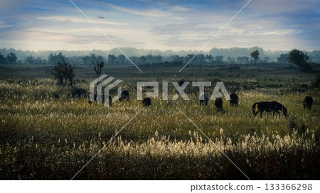 Scenery of Altay, Xinjiang, China Scenery of Altay, Xinjiang, China 133366298