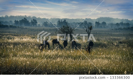 中国新疆阿勒泰风景 133366300