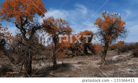 Scenery of Altay, Xinjiang, China Scenery of Altay, Xinjiang, China 133366415