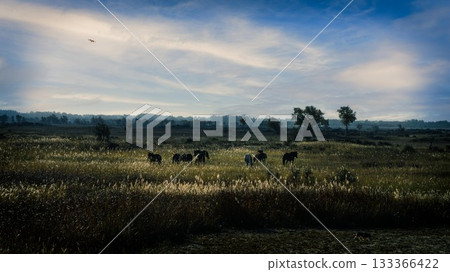 中国新疆阿勒泰风景 133366422