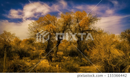 中国新疆阿勒泰风景 133366442