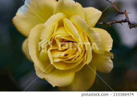 A vibrant yellow rose glows in a garden setting A vibrant yellow rose glows in a garden setting 133366474