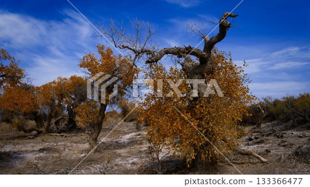 中国新疆阿勒泰风景 中国新疆阿勒泰风景 133366477