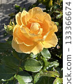 美麗的金玫瑰 133366674