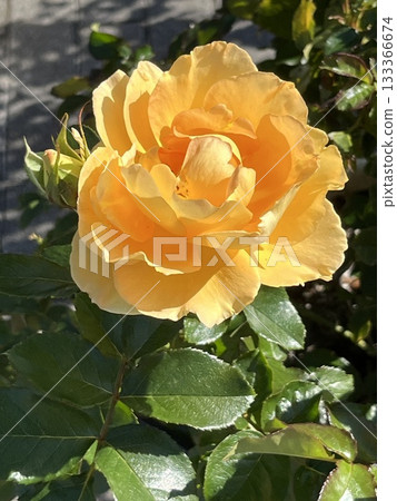 美麗的金玫瑰 133366674