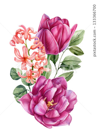 Pink tulips with coral hyacinth in delicate watercolor botanical illustration for spring floral decor 133366700