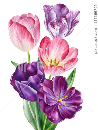 Pink and purple tulips in lush watercolor botanical bouquet illustration for spring floral decor 133366703