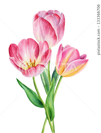 Pink tulips isolated on white elegant watercolor botanical illustration for spring floral decor, beautiful flower 133366706