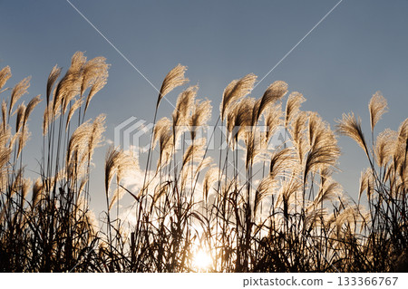 Silver grass shining in the setting sun Silver grass shining in the setting sun 133366767
