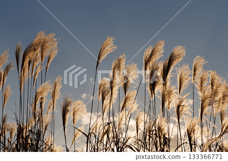 夕陽下，銀草閃閃發光 133366771