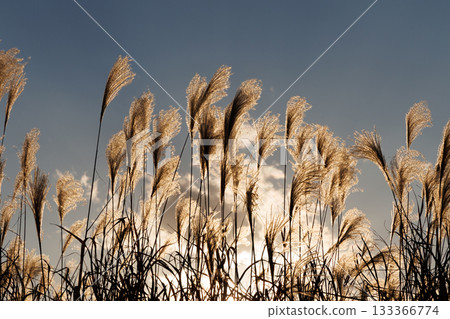 Silver grass shining in the setting sun Silver grass shining in the setting sun 133366774