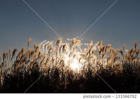 Silver grass shining in the setting sun Silver grass shining in the setting sun 133366782