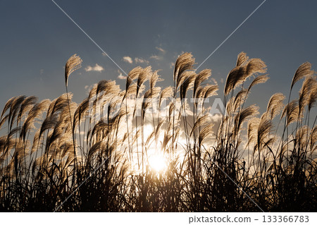 Silver grass shining in the setting sun Silver grass shining in the setting sun 133366783