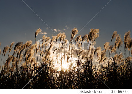 Silver grass shining in the setting sun 133366784