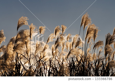 Silver grass shining in the setting sun Silver grass shining in the setting sun 133366786