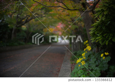Autumn leaves - Road in early autumn 133366812
