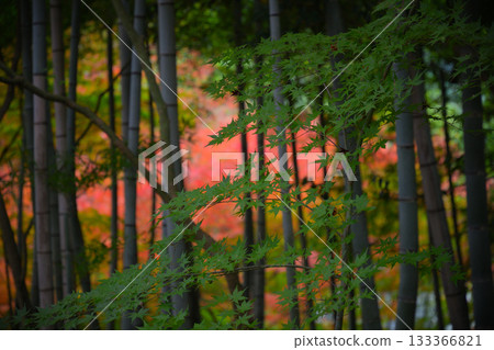 竹林中的秋葉 133366821