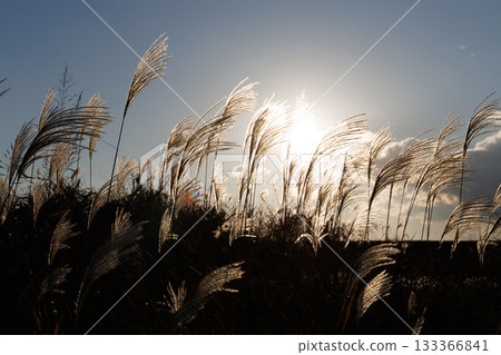 夕陽下,銀草閃閃發光 夕陽下,銀草閃閃發光 133366841