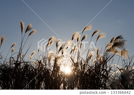 夕陽下，銀草閃閃發光 133366842