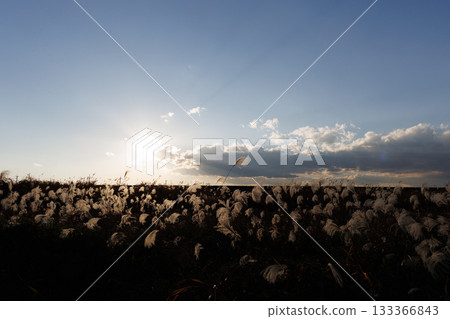 Silver grass shining in the setting sun Silver grass shining in the setting sun 133366843