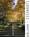 Autumn tree-lined road and stairs - Metasequoia leaves 133366871
