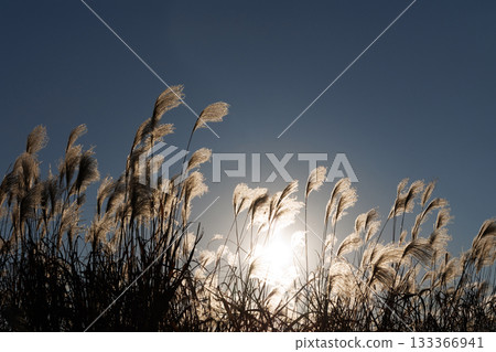 Silver grass shining in the setting sun 133366941