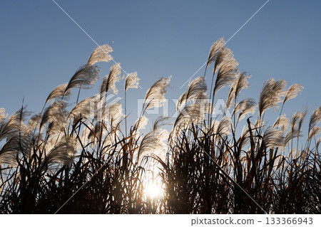 Silver grass shining in the setting sun 133366943