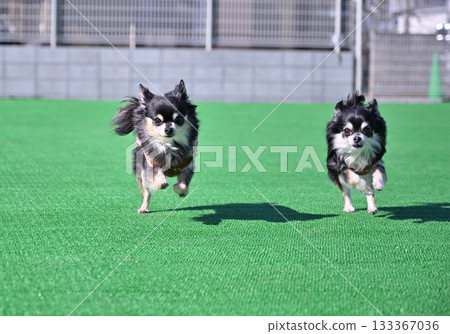 兩隻奇瓦瓦狗一起跑狗跑 133367036