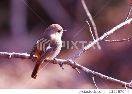 Yobitaki sticking to branches 133367044