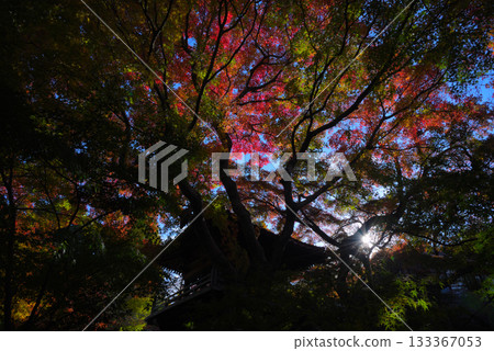 Autumn leaves and light pouring down on the temple gate 133367053
