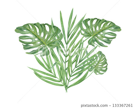 Watercolor green palm and monstera leaves bouquet illustration on isolated background. Hand painted summer tropical foliage. Floral leaf composition for greeting card, invitation. Watercolor green palm and monstera leaves bouquet illustration on isolated background. Hand painted summer tropical foliage. Floral leaf composition for greeting card, invitation. 133367261
