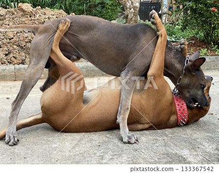 Two dogs play on the ground Two dogs play on the ground 133367542
