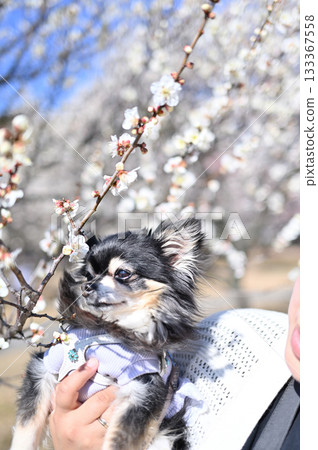 梅花盛開—一位女士正在遛狗 133367558