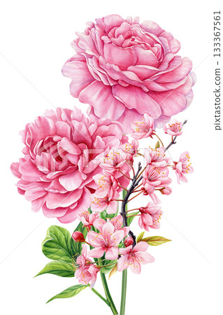 Pink peonies with cherry blossoms in delicate watercolor botanical illustration for spring floral decor Pink peonies with cherry blossoms in delicate watercolor botanical illustration for spring floral decor 133367561