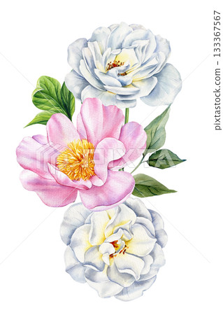 White and pink peonies in elegant watercolor botanical illustration for spring floral decor White and pink peonies in elegant watercolor botanical illustration for spring floral decor 133367567