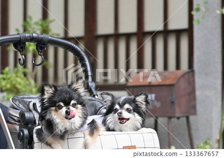 Two friendly Chihuahuas walking in a dog cart Two friendly Chihuahuas walking in a dog cart 133367657