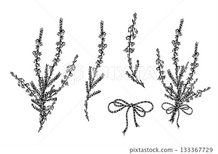 Monochrome vector clip art of flowering heather branches with decorative bow. Blooming plant, decorative tied ribbon set etching drawing for wedding invitation, rustic label, vintage style decor. Monochrome vector clip art of flowering heather branches with decorative bow. Blooming plant, decorative tied ribbon set etching drawing for wedding invitation, rustic label, vintage style decor. 133367729