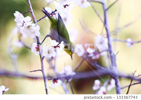 一隻可愛的白眼鳥棲息在李子樹上 一隻可愛的白眼鳥棲息在李子樹上 133367743