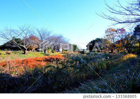 埼玉縣紀西綜合公園的秋葉 133368005