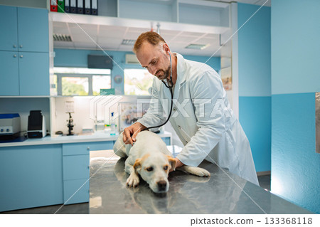 Caring vet examines a sick dog in a cheerful clinic environment 133368118