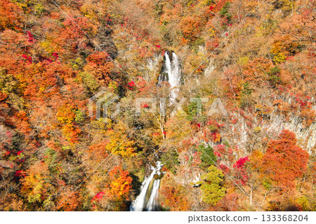栃木縣日光市霧降瀑布，秋葉染成一片絢麗的色彩 133368204
