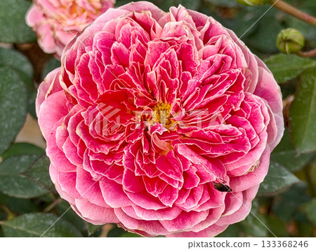 粉紅玫瑰 133368246