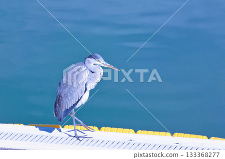 一隻灰鷺沿著泳池邊踱步，目光銳利。 133368277