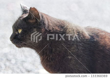 黑貓的個人資料 133368369