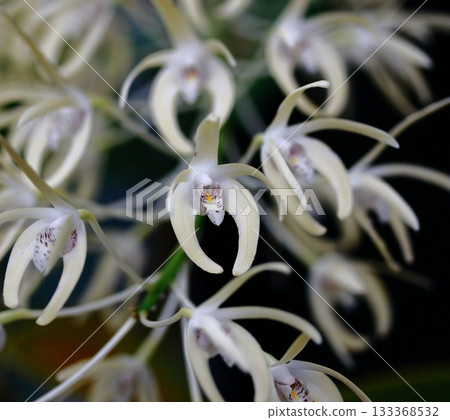 蘭花石斛蘭許多花 133368532