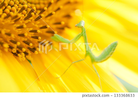 A small baby praying mantis on a sunflower 133368633