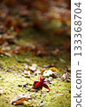 落在青苔的秋葉 133368704