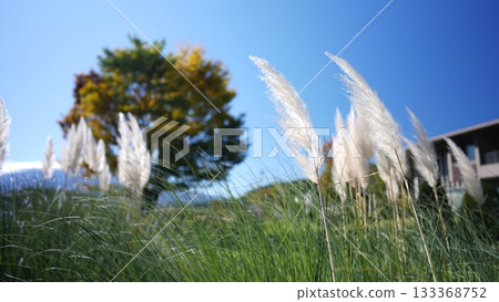 Autumn Susuki Autumn Susuki 133368752